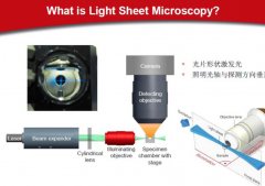 <strong>高德注册光片成像－Lightsheet荧光显微成像</strong>